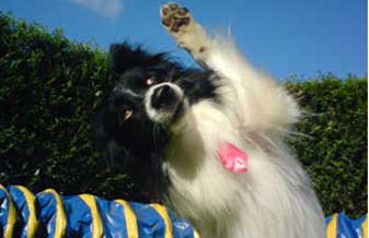 Ricardo Nascimento Gomes - Foto 1