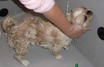 Essencia do Cão Banho e Tosa - Foto 1
