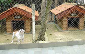 Canil Estrela - Foto 1