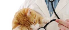 clinicas-veterinarias-macapa-1392041369
