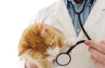 Policlinica Veterinaria Mundo Animal - Foto 1