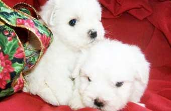 Coiffeur Canine Pet Shop - Foto 1