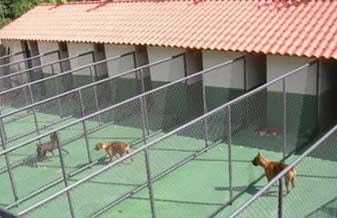 Veterinária Arca De Noé - Foto 1