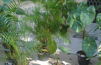 Espaço Verde - Foto 1