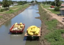 descarte irregular de lixo