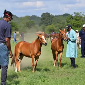 Corrida do Médico Veterinário e Zootecnista