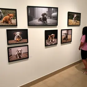 exposição fotográfica animais resgatados