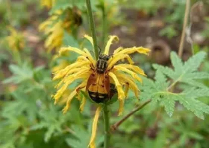 Últimas notícias de Macapá