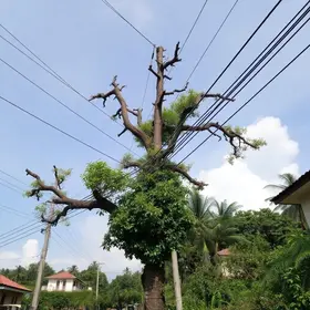 árvore em meio à fiação elétrica