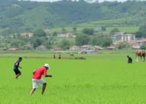 Amapá em Campo
