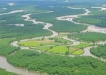 inovação amazônica