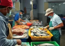 Mercado de Peixe em Macapá