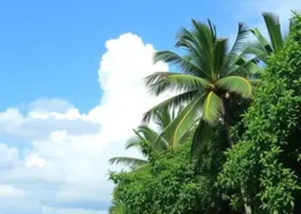 Últimas notícias de Macapá